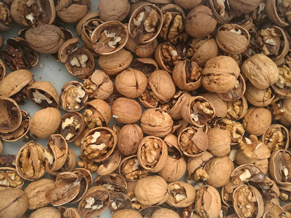 LiaoXi Walnut Inshell 